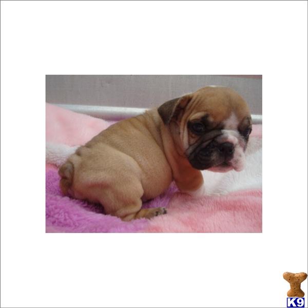 Bulldog Puppies